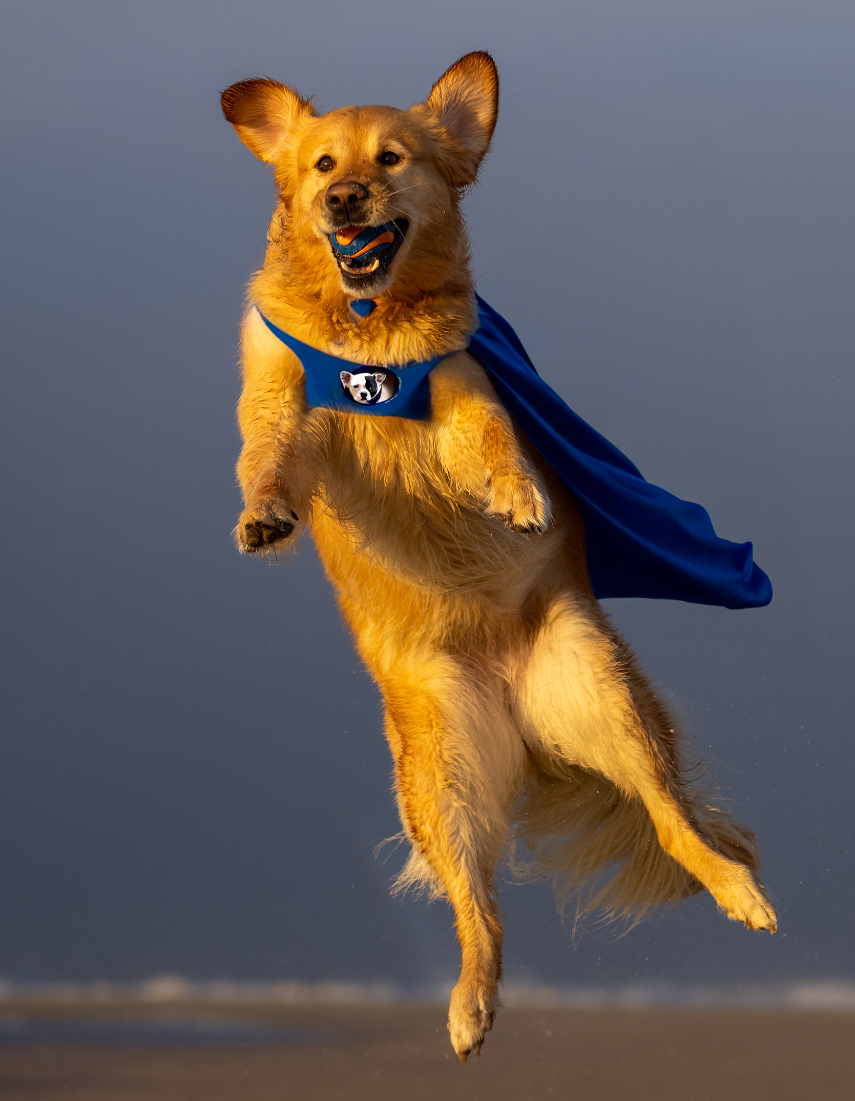 Superdog-2.jpg